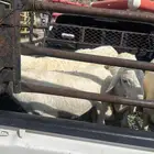 خرفان