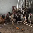 ديكه بلدي