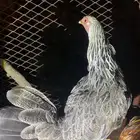 دجاجه بلدي حضان