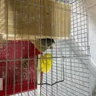 طيور الحب زوج ذكر و انثنى مع القفص كامل