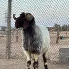 فحل نعيم ثني