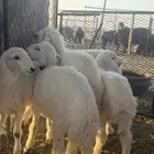 خرفان