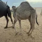 بكره تحت امها