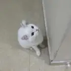 قط بيرشن هجين شورت هير للتبني