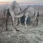 ناقه للبيع عشراء