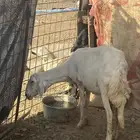 نعجة حرية مضرع