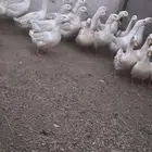 بط بكيني