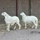 طليان حريات