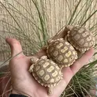 سلاحف