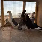 حمام قطايف