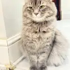 قط ذكر هجين شيرازي و سكوتش للتبني