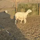 حريه مطفل