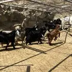 ستة تيوس لباني للبيع
