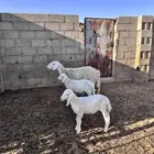 للبيع والد حريه ثنيه معها2