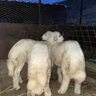 طليان فاخره