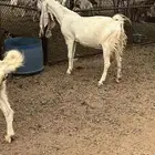 معزى هولنديات