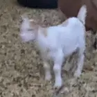 تيس ماعز قزمي للبيع