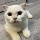 قطط لتبني