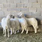 خرفان بلديه صفر نجران