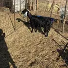 عنز تامة حالها وسط ضعيفة شوي والصحة شرط فاضية