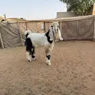 تيس ثني وعنز مضرع