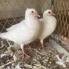 زغاليل للبيع