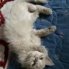 قطه أنثى شيرازي