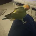 روز
