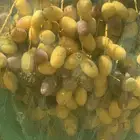ثمر خلاص للبيع