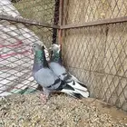 حمام قلابي معاريف