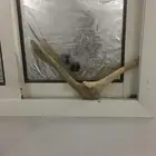 قرن غزال