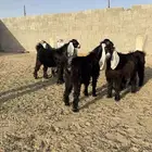 جفار