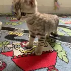 قطط للتبني صغيره