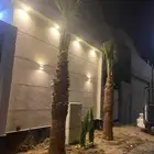 نخل واشنطني زينه