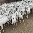 تيوس مستوردة مربى تربيه خاصه ونظيفة