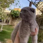 قطو ذكر 3 شهور للبيع