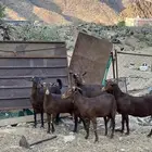 5 غنم دبس 4 دفع وواحده بقايا حليب