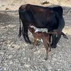 بقره منتوجه عليها تبيع