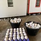 بيض بلادي مخصب نسبت التخصيب عالي
