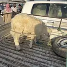 غنم