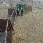 تيوس للبيع