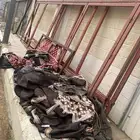 بيت شعر 4في 6 يثبت على حديد مفصلات بدون وتد ولا حبال مستخدم