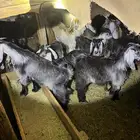 تيوس وجفار عارضيات