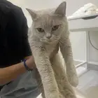 سكوتش ستريت