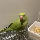 ببغاء