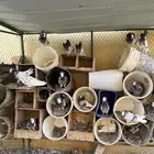 اجواز بلجيكي