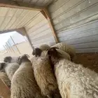 خرفان نعيم طرف ومجس فل
