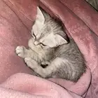 قطوه للبيع