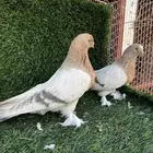 حمام باكستاني وزوج تركي ومحكر.