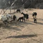 9من الغنم 2 متابيع والباقي دفيه تولد